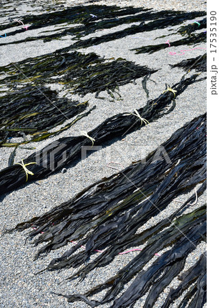 昆布 昆布 17535190