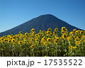 羊蹄山とひまわり 17535522