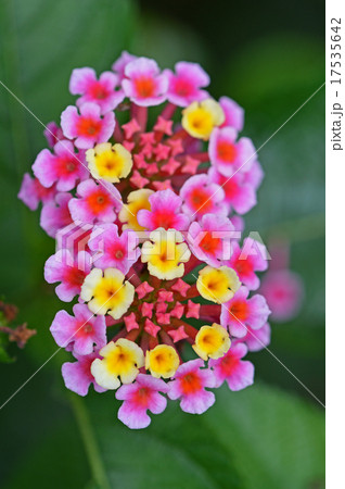 ランタナ 17535642