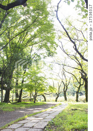善福寺公園のみどり 17536317