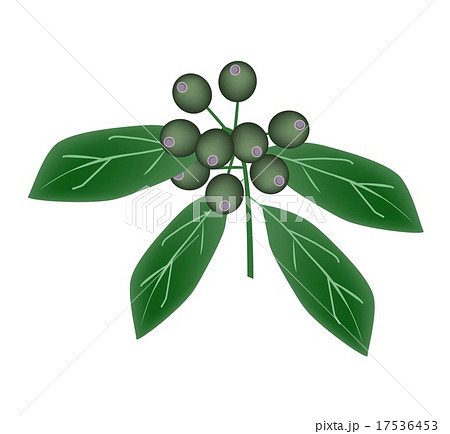 Rubiaceae Fruit or Ixora Fruit on Tree 17536453