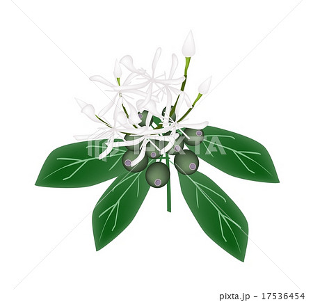 White Rubiaceae Flower or White Ixora Flower 17536454