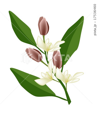 Wine Magnolia Flower or Magnolia Figo Flower Wine Magnolia Flower or Magnolia Figo Flower 17536460