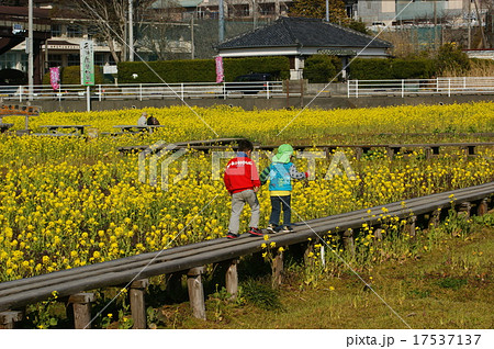 菜の花畑の子供たち 17537137