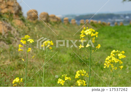猪俣百八燈（埼玉県児玉郡美里町猪俣） 17537262