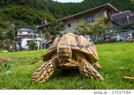 ケヅメ陸亀 ケヅメ陸亀 17537599