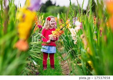 Child picking fresh gladiolus flowers 17537658