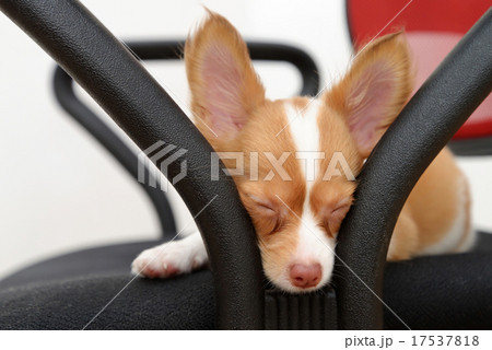 Sleepy Chihuahua puppy 17537818