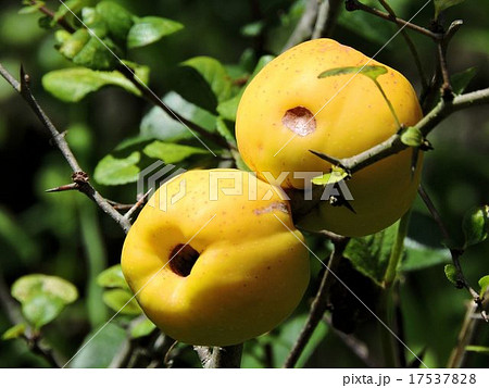 クサボケの実/昭和記念公園 クサボケの実/昭和記念公園 17537828