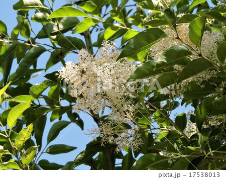 シマトネリコの花 八王子の写真素材