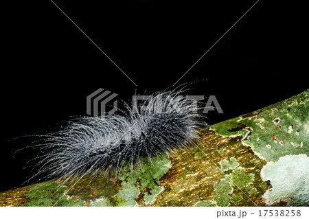 hairy caterpillars hairy caterpillars 17538258
