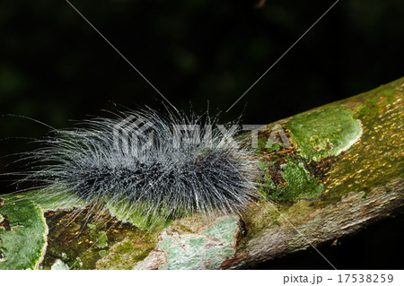 hairy caterpillars hairy caterpillars 17538259