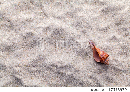 Sea shells on beach sand for summer and beach 17538979