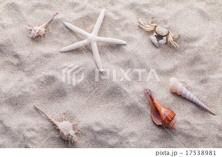 Sea shells,starfish and crab on beach sand. Sea shells,starfish and crab on beach sand. 17538981