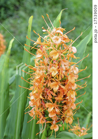 ショウガの花 野菜の花の写真素材