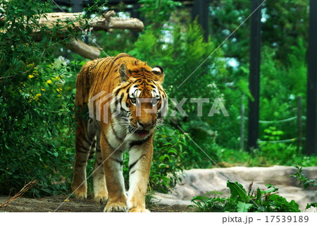 円山動物園のアムールトラ 円山動物園のアムールトラ 17539189