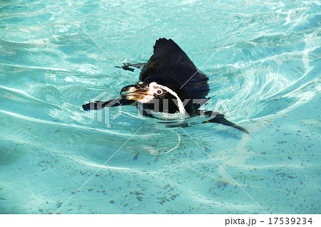 可愛い円山動物園のペンギン 17539234