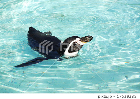 可愛い円山動物園のペンギン 17539235