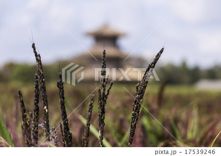 鞠智城跡の八角形鼓楼と赤米 17539246