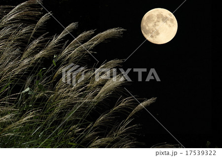 満月 17539322