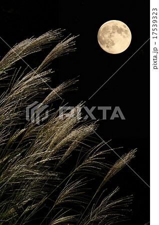 満月 17539323