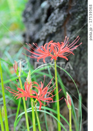 曼珠沙華 17539368