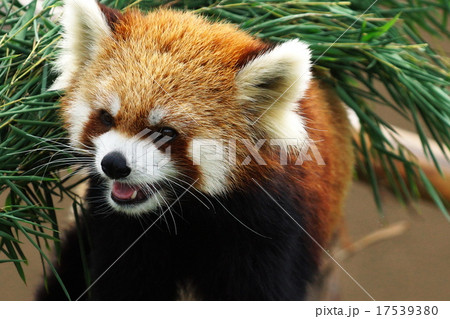 可愛いレッサーパンダ 17539380