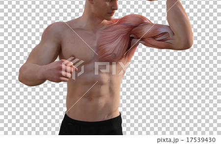 鍛えた躯の男性　perming3DCGイラスト素材 17539430