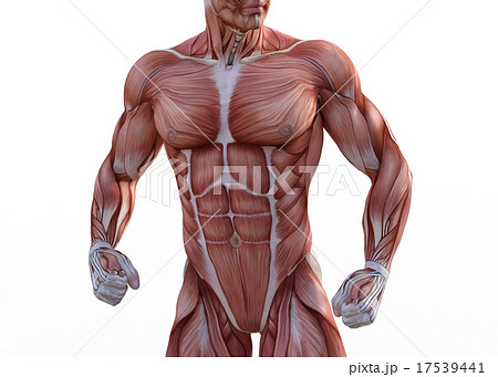 鍛えた躯の男性 perming3DCGイラスト素材 鍛えた躯の男性 perming3DCGイラスト素材 17539441