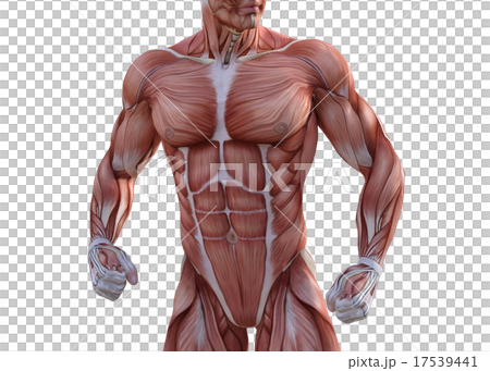Mastered male perming3DCG illustration material 17539441