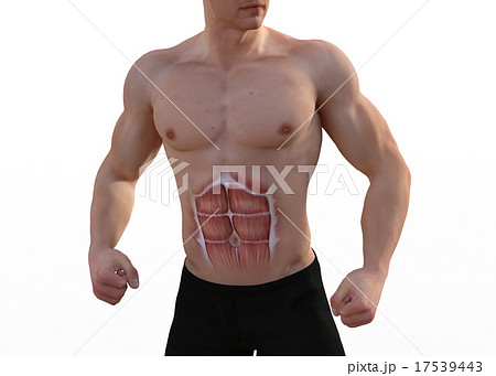 鍛えた躯の男性　perming3DCGイラスト素材 17539443
