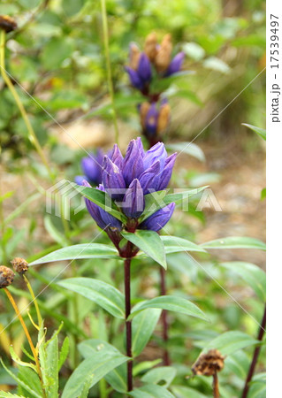 エゾオヤマリンドウ（安達太良山にて） 17539497