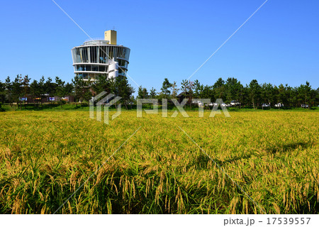 稲穂が実った福島潟の水田 17539557