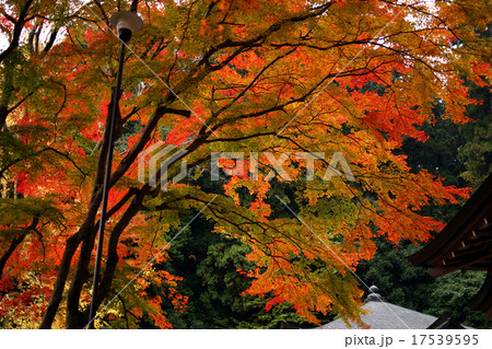 長谷寺 紅葉 奈良県 長谷寺 紅葉 奈良県 17539595