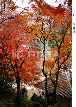 長谷寺 紅葉 奈良県 長谷寺 紅葉 奈良県 17539596