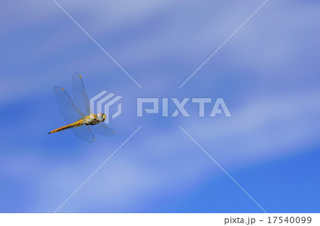 ウスバキトンボの飛翔 ウスバキトンボの飛翔 17540099
