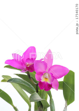 ミニカトレア 17540170