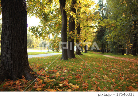 summer landscape in the forest 17540335