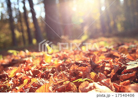 golden autumn landscape Indian summer golden autumn landscape Indian summer 17540406
