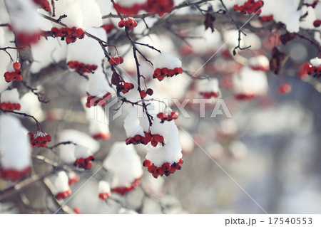red berries under snow, snow, background, mountain ash, hawthorn 17540553