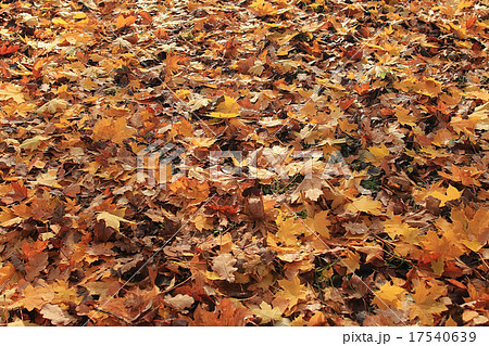 texture of yellow leaves on the ground park maples texture of yellow leaves on the ground park maples 17540639