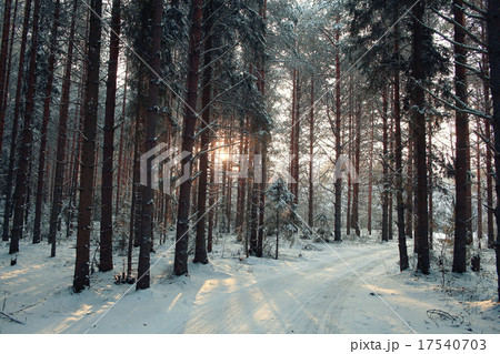 landscape snow trees dense forest in winter 17540703