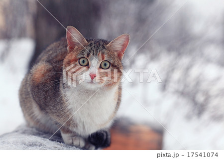 cute purebred cat cute purebred cat 17541074