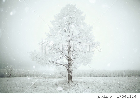 lonely tree in a field frosted frosty winter landscape lonely tree in a field frosted frosty winter landscape 17541124