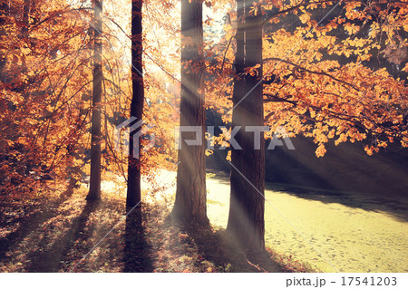 autumn park forest, landscape yellow autumn park forest, landscape yellow 17541203