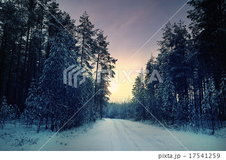 January winter landscape in the forest January winter landscape in the forest 17541259