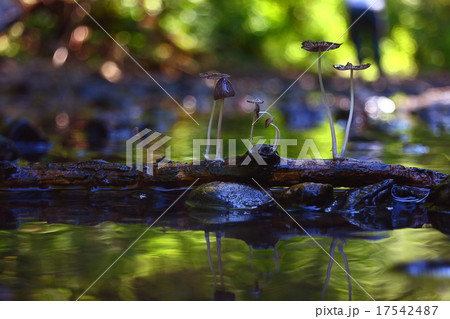 small mushrooms toadstools macro poisonous 17542487