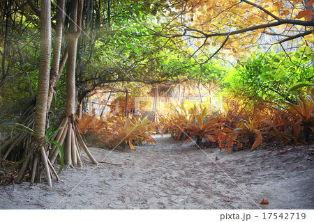 Asia Thailand jungle landscape Asia Thailand jungle landscape 17542719