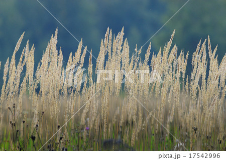 Autumn dry grass background texture Autumn dry grass background texture 17542996