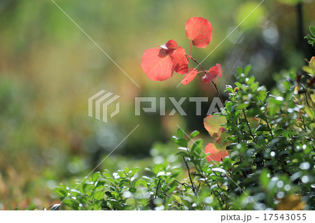 background with yellow leaves 17543055